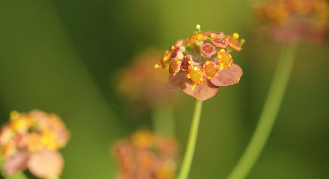 Gelbe Blüten des Hasenohrs.