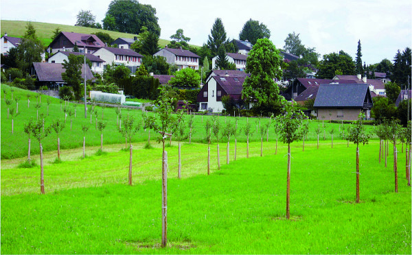 Hochstamm Obstbäume in der Gemeinde Gossau.