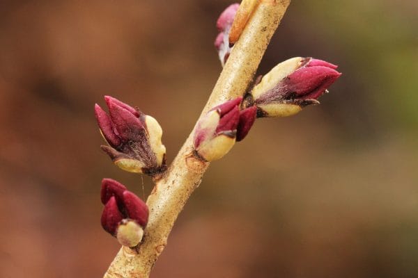 Kospen am Seidelbast.