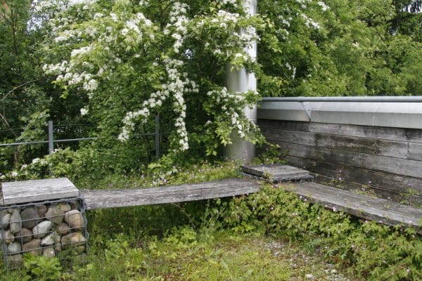 Ein Weissdorn im Gartensitzplatz.