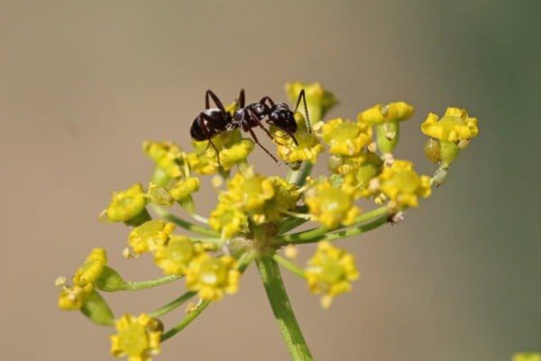 Ameise auf der Blüte einer Pastinake.