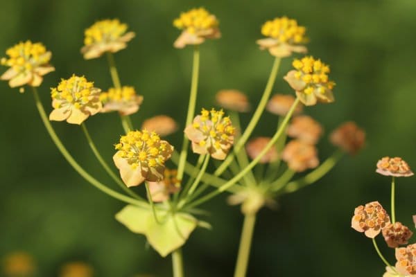 Eine gelbe Hasenohr Staude.