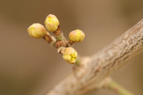 Gelbe Blüte der Kornellkirsche.