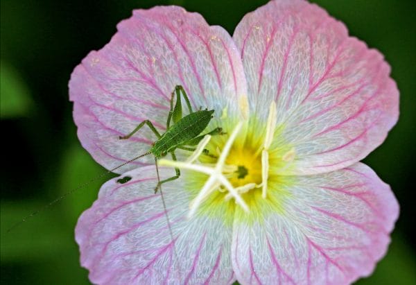 Die rosaroten Nachtkerze kann verheerend für Insekten sein.