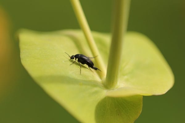 Ein Stachelkäfer, der auf einem Hasenohr Blatt läuft.