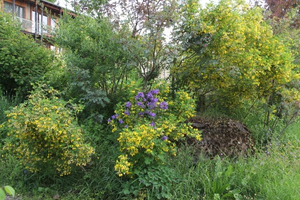 Eine Hecke mit Kronwicke.