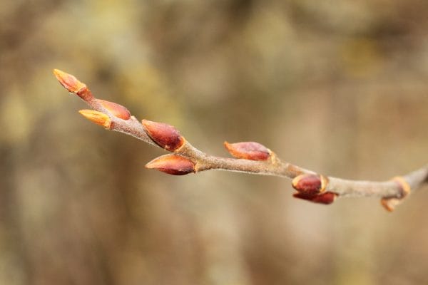 Knospen der Saalweide.