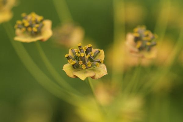 Blüte der Pflanze Hasenohr.