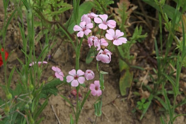 Kuhnelke ist am blühen.