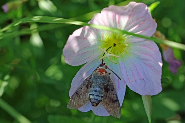 Taubenschwänzchen, dass seinen Rüssel nicht mehr aus der rosa Nachtkerze ziehen kann.