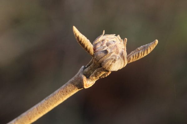 Die Knospen des wolligen Schneeballs besteht aus dicht behaarten Blättern.