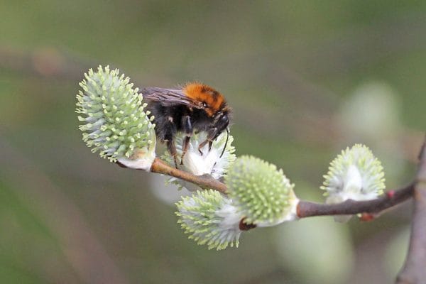 Eine Weide mit einer Ackerhummel daran.