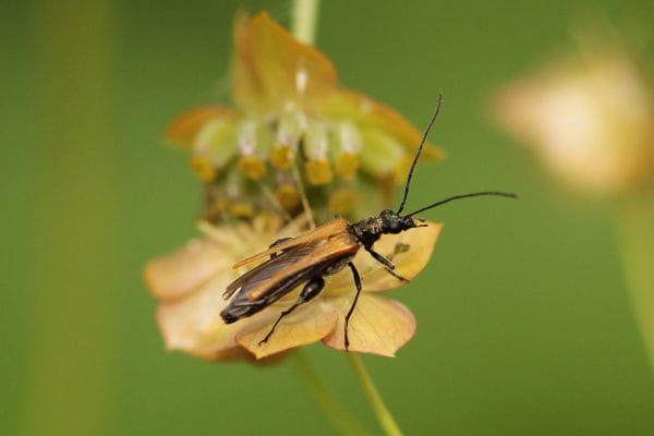 Der Schenkelkäfer sitzt auf auf der Hasenohrenblüte.