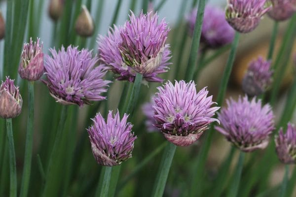 Blühender Schnittlauch