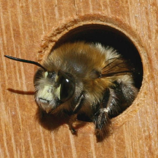 Wildbiene: EIne Pelzbiene schaut aus einem Loch heraus.