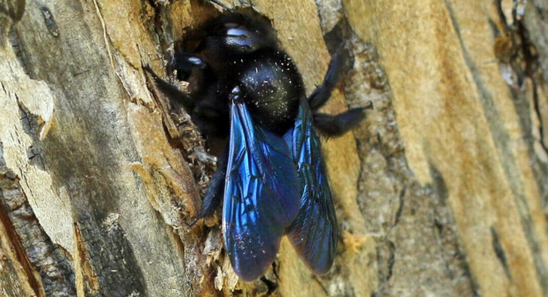 Eine blaue Holzbiene auf Totholz.