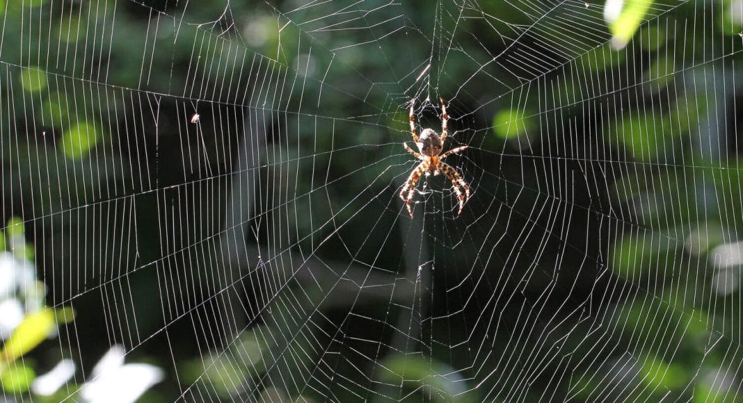 Spinnennetz mit einer Kreuzspinne.