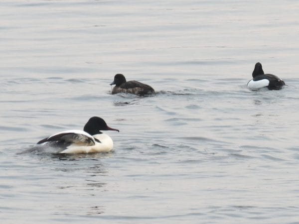 Die Sonnenfinsternis beeinflusst auch diese Reiherenten.
