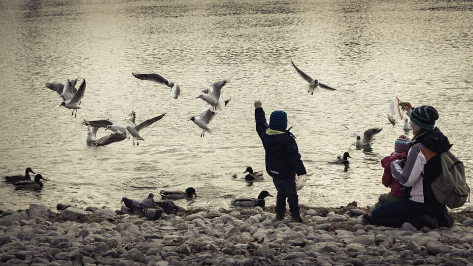 Eine Familie füttert Wasservögel.