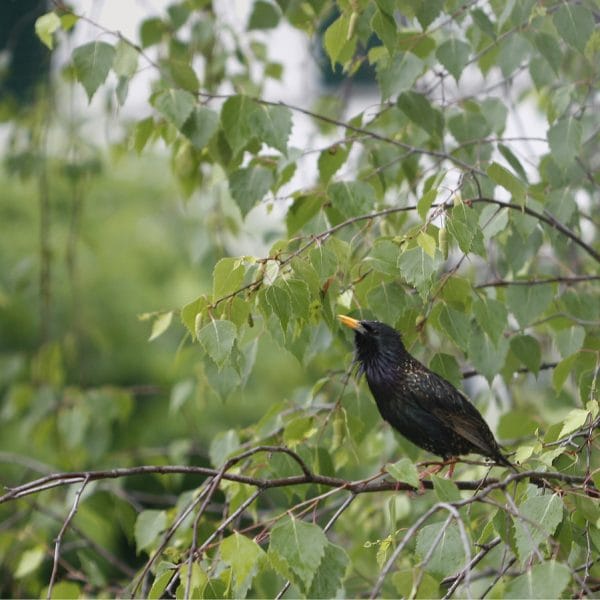 Ein Star in einer Birke.