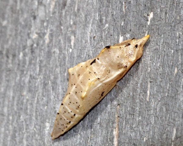 Die Puppe eines Schmetterlings.