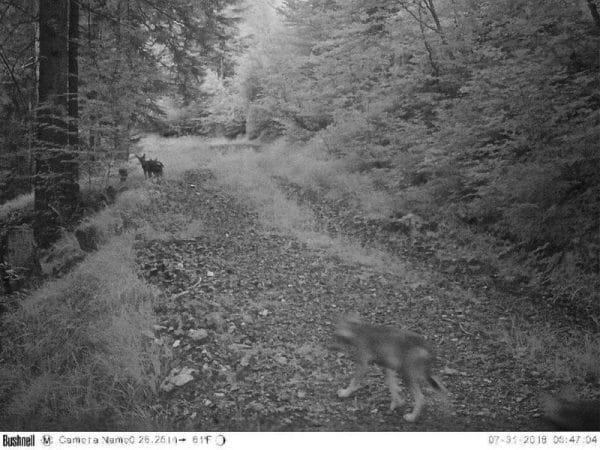 Nachwuchs des Wolfes ist in die Fotofalle getappt.