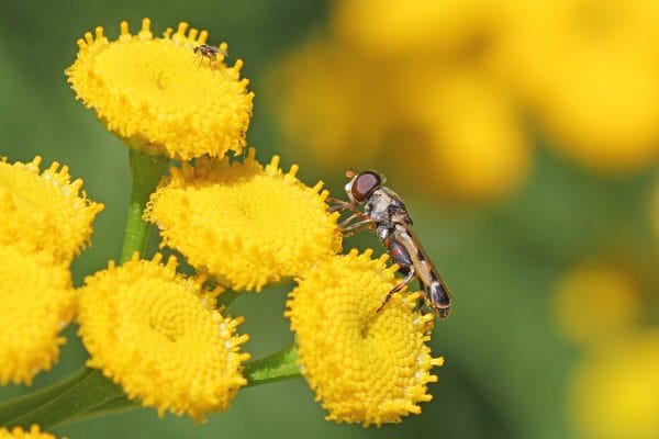 Schwebefliege auf Blüte.