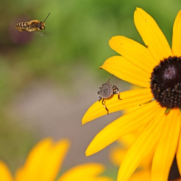 Eine Efeuseidenbiene auf einer Blüte.