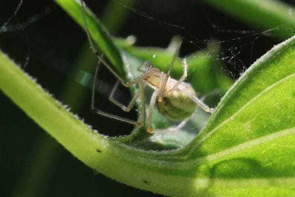 Kugelspinne in einer Pflanze.