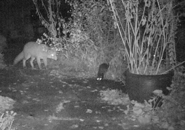 Fuchs und unbekanntes Tier in der Nacht im Garten.