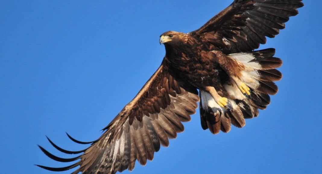 Steinadler im Flug. Er ist nun auch im Jura wieder zu beobachten.
