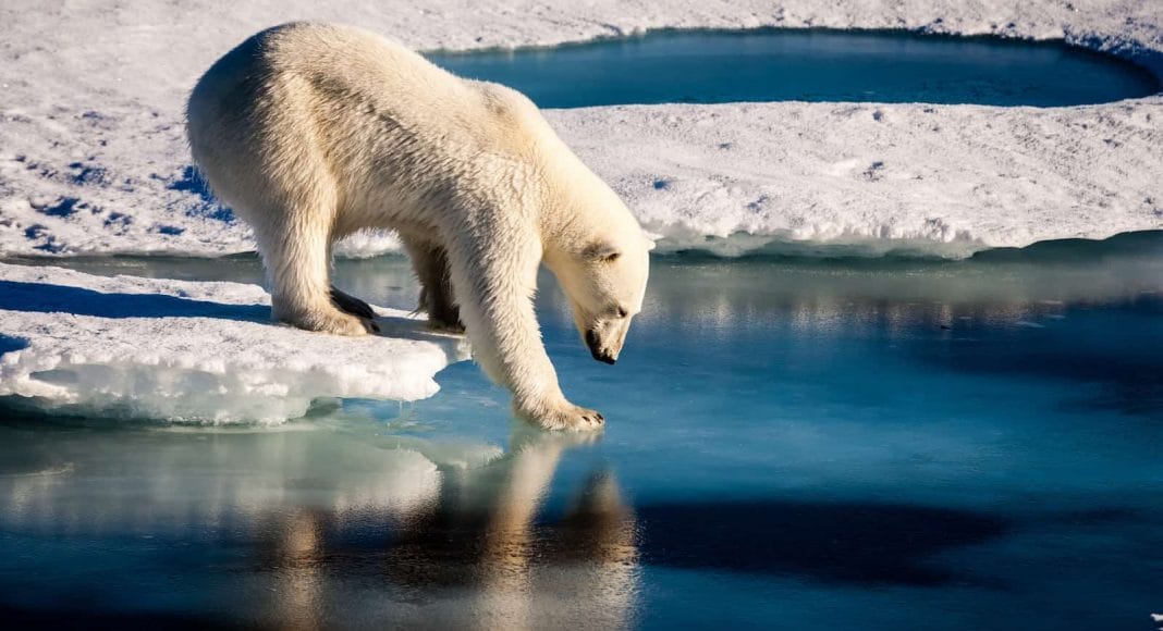 Eisbär steht auf einer Eisfläche, die von Wasser umgeben ist.