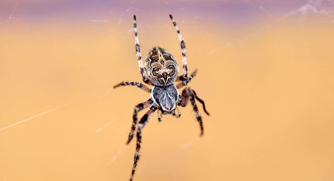 Spinnen gehören nicht zu den Insekten.