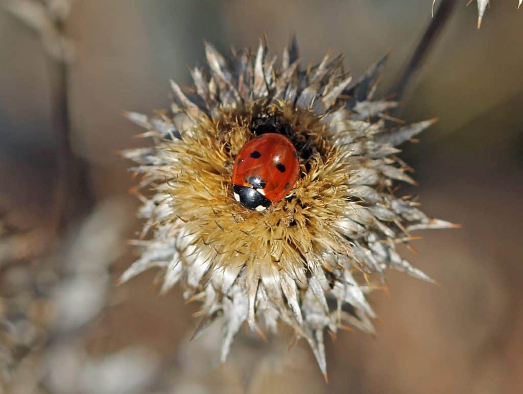 Marienkäfer auf einer Distel.