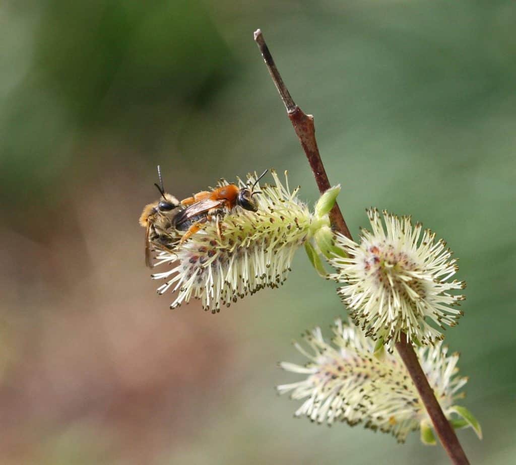 Rotschopfige Erdbiene Andrena haem.