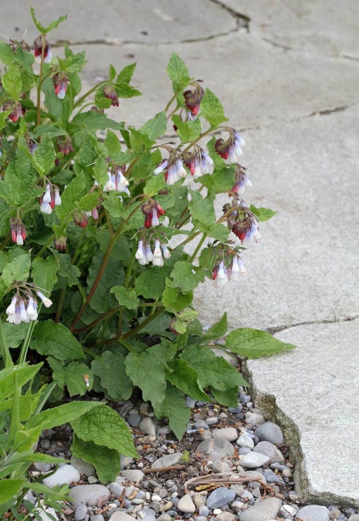 Beinwell im Garten.