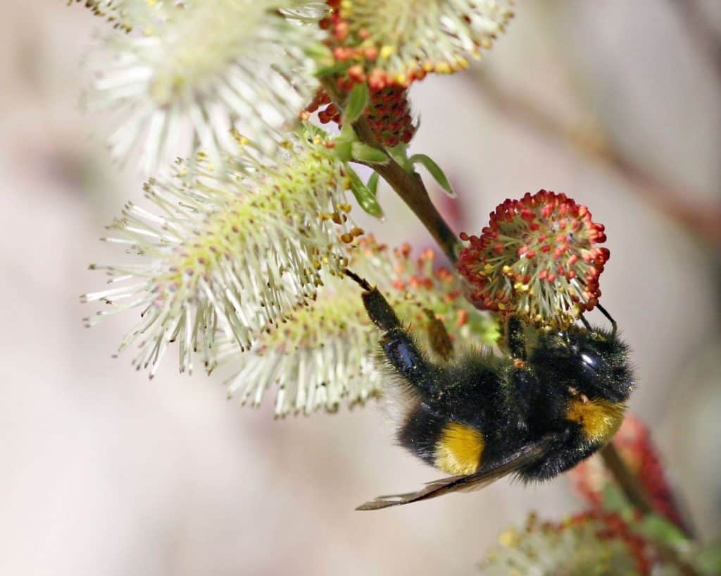 Eine Hummel an einer Weide.