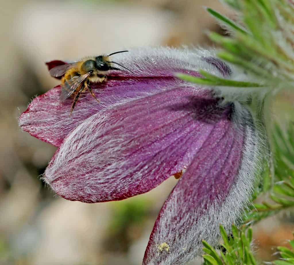 Die Wildbiene Osmia bicornis auf einer Blüte.