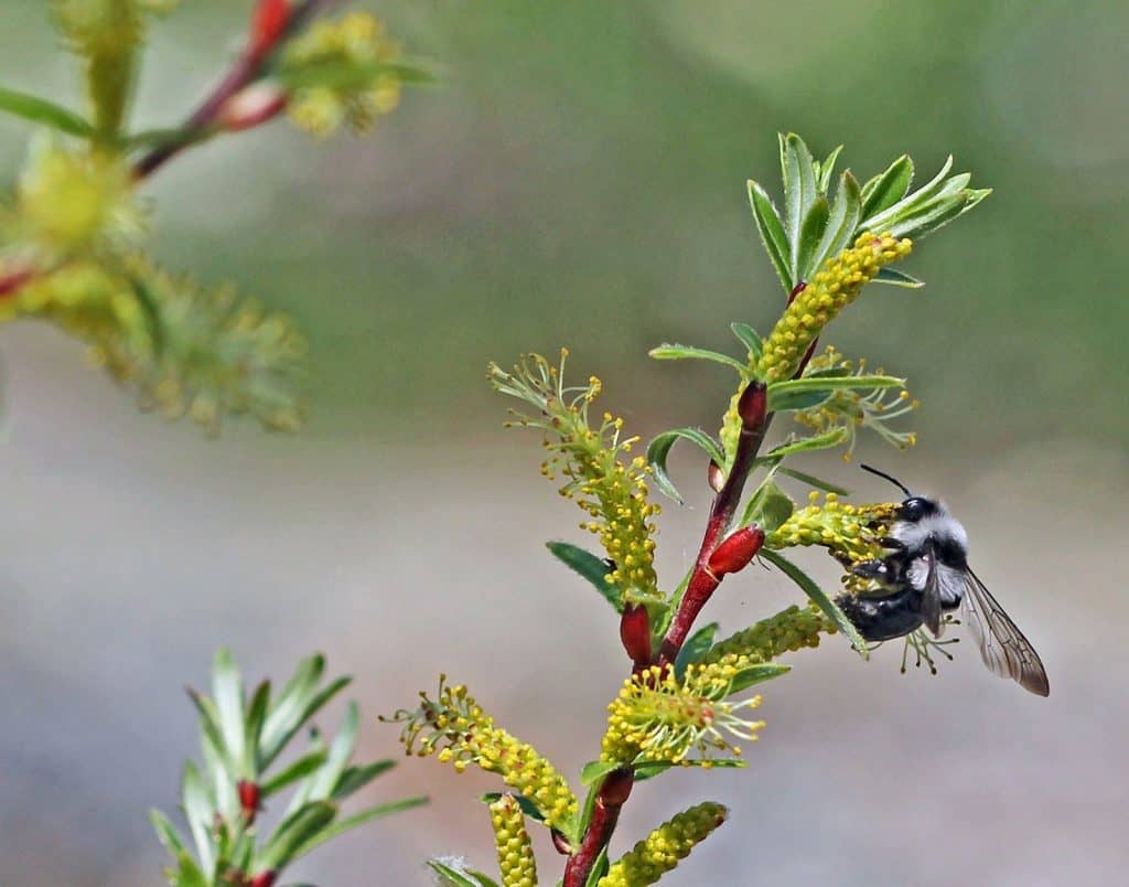 Lavendel-Weide Salix eleagnos mit Biene darauf.