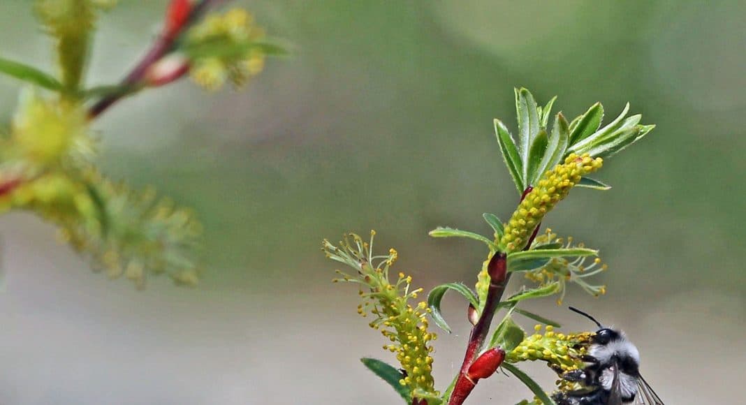 Lavendel-Weide Salix eleagnos mit Biene darauf.
