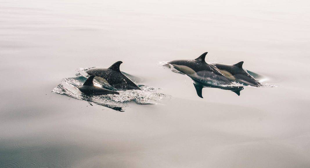 Tierschutzorganisationen wollen nicht, dass Meeressäuger importiert werden können.