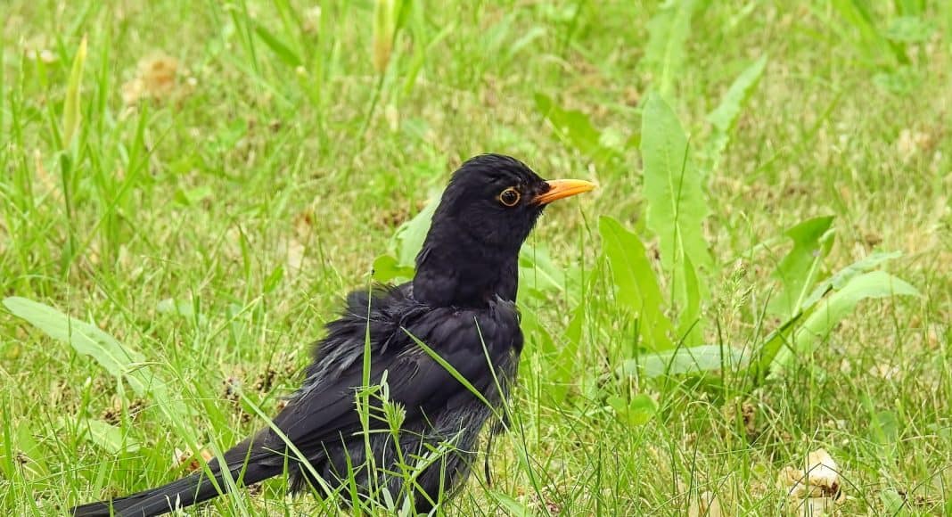 Jungvögel sollte man nur in Ausnahmen von dem Ort entfernen.