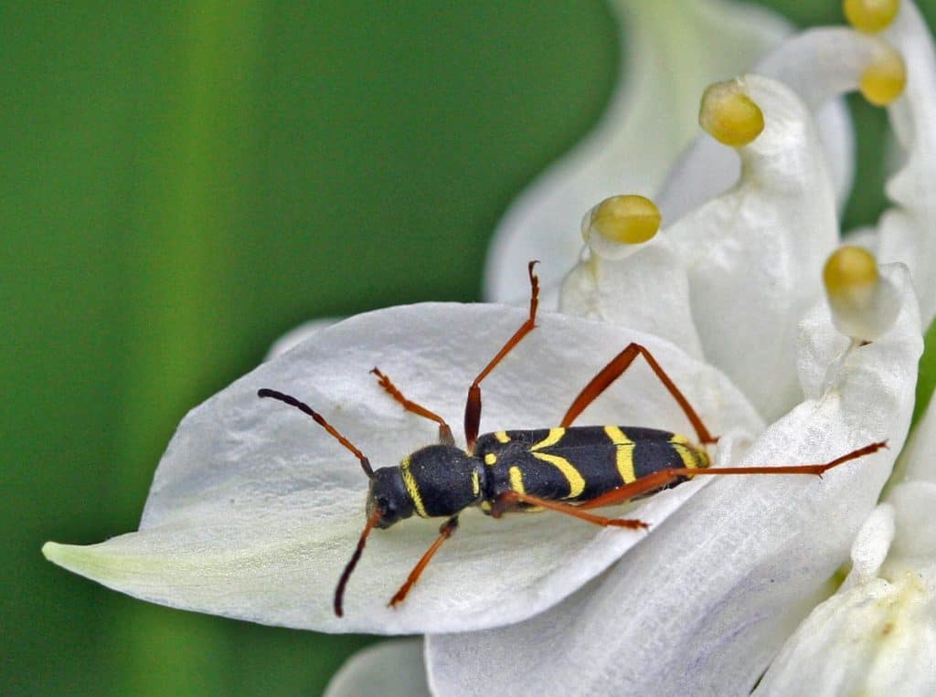 Ein Widderbock auf einer Blüte.