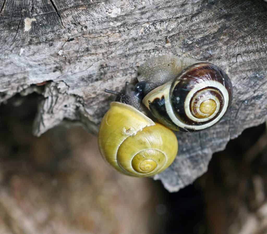 Bänderschnecken gehören zu der Nahrung der Glühwürmchenlarve.