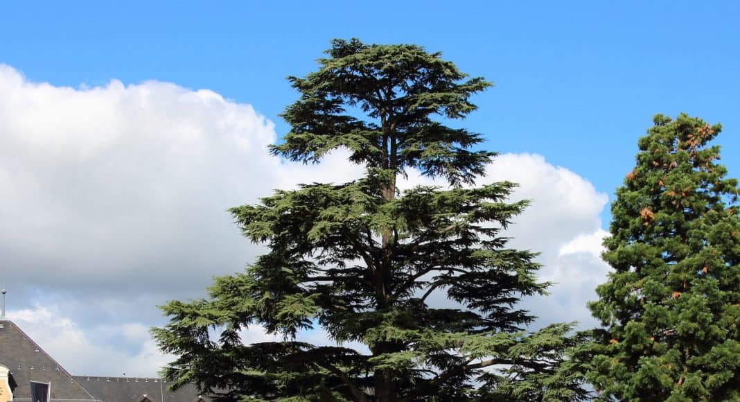 Die Libanon Zeder ist wärmeres Klima gewohnt.