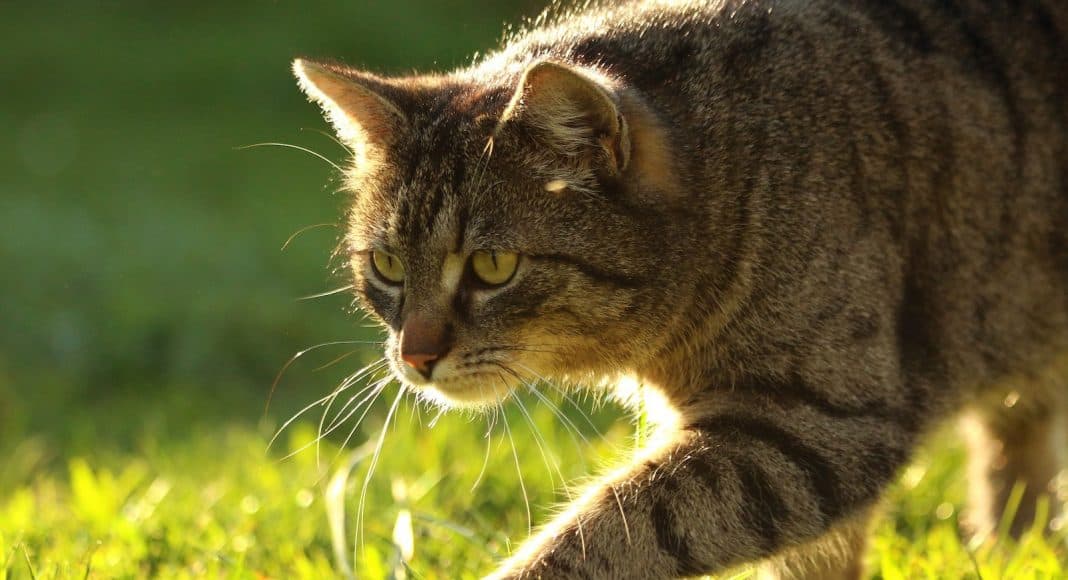 Hauskatze im Gras.
