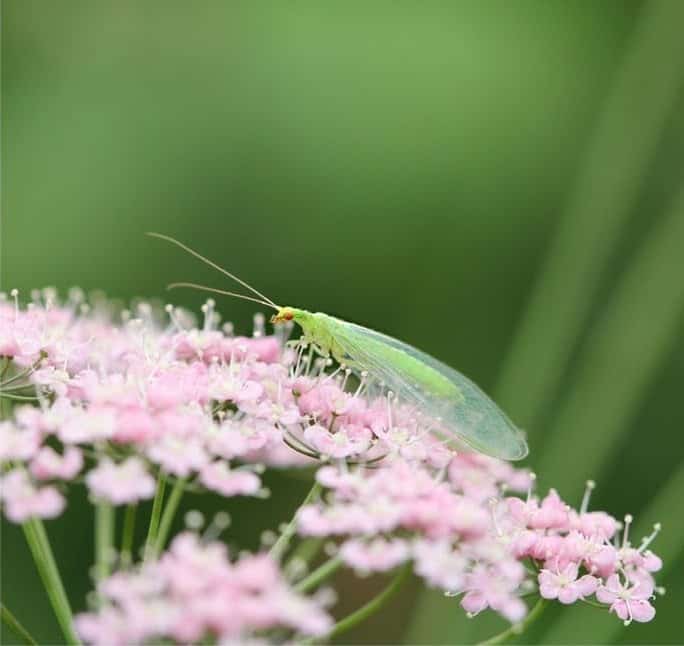 Ein Insekt auf einer Blüte.