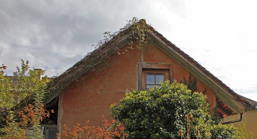 Efeu im Garten ist am blühen und zieht viele Insekten an.