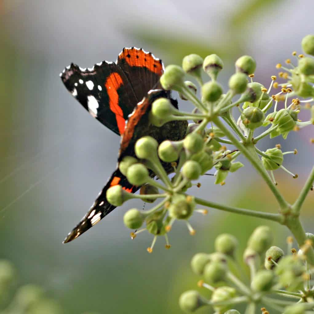 Admiral, ein Schmetterling, am Efeu