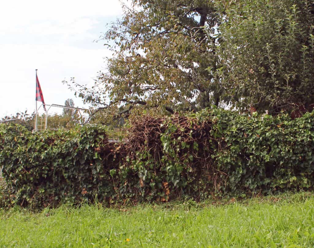 Efeu, mit wissenschaftlichem Namen Hedera helix, beginnt zu blühen und zieht viele Insekten an.